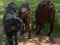 Sheep, Sheep — photo 3