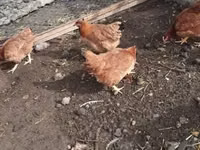 Chickens — foto 2