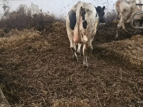 गाय, Russian Black pied cattle