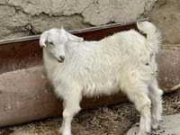 母山羊, Saanen goat — 照片 3