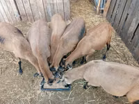 نعجة, Cameroon sheep — الصورة 1