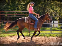 母马, Quarter Horse — 照片 2