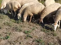 Oveja, Karabakh sheep — foto 5