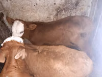 सांड, Simmental cattle — फ़ोटो 1