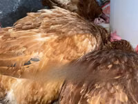 Shamo chickens — photo 3