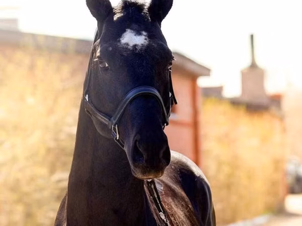 公马, Thoroughbred horse