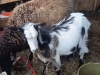 Goats (batch, sex not specified), Goats — photo 3