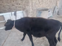Bull, Cattle — photo 1