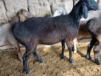 Sheep, Sheep — photo 1