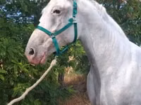 母马, Lipizzaner — 照片 4