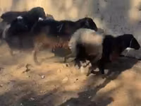 Ram, Sheep — photo 1