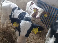 Bull, Cattle — photo 5