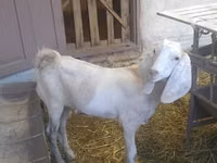 बकरा, Beetal goats — फ़ोटो 3
