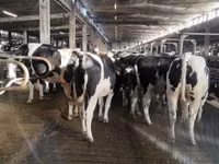 母牛, Holstein breed — 照片 5