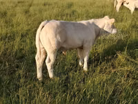 Toro, Charolais cattle — foto 6