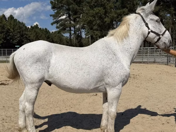 Hengst, Mule