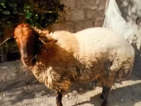 公羊, Sheep — 照片 7