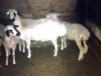 Goats (batch, sex not specified), Goats — photo 3