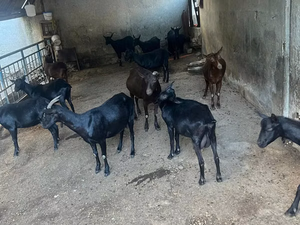 Goat, Murcia-Granada goats