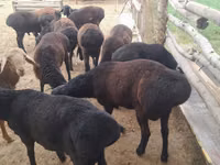 Ram, Sheep — photo 3