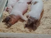 Schweine (Partie, Geschlecht nicht angegeben), Schweine — Foto 6