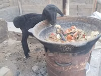 मेढ़ा, भेड़ — फ़ोटो 1