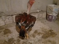 Chickens — फ़ोटो 1
