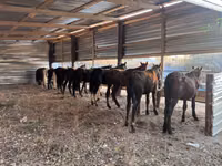 Hengst, Horse breed — Foto 2