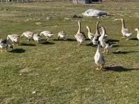Geese — Foto 1