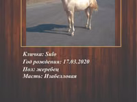 公马, Akhal-Teke — 照片 3