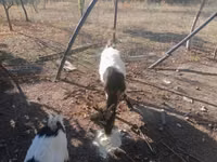 Billy Goat, Goats — photo 1