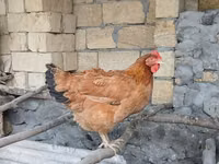 Chickens — الصورة 2