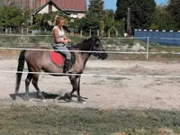 Yegua, Polish pony — foto 4