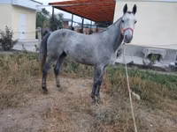 حصان, Thoroughbred horse — الصورة 1