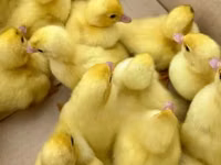 pato criollo doméstico — foto 2