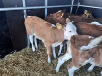 Bulle, Simmental cattle — Foto 1