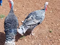 Turkeys — photo 2