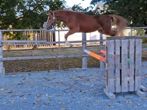 Hengst, Welsh Cob