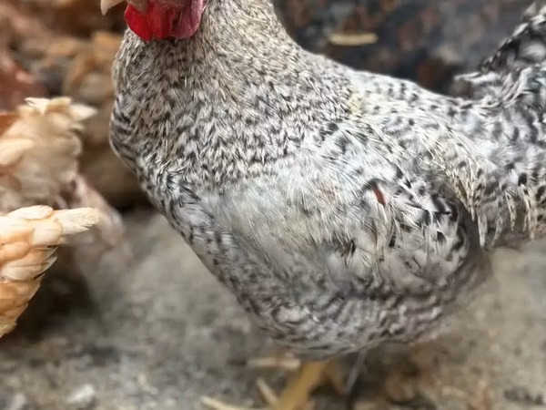 प्लायमाउथ रॉक