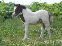 公马, American shetland pony — 照片 4