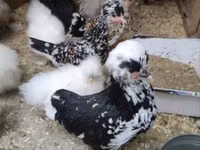 Chickens — फ़ोटो 6