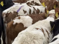 Rinder (Partie, Geschlecht nicht angegeben), Russian Black pied cattle — Foto 5