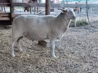 Sheep, Lacaune sheep — photo 8