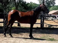 Caballo, Caballos — foto 3
