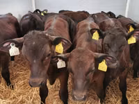 Toro, Simmental cattle — foto 7