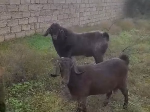 बकरा, बकरियाँ