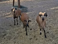 Ram, Cameroon sheep — photo 2