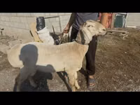 Widder, Arashan sheep — Foto 2