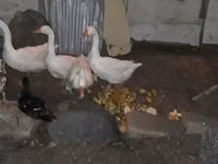 Geese — photo 1