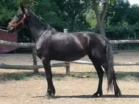 فرس, Friesian — الصورة 2